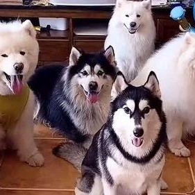 国产女人与狗,女性力量与忠诚犬伴的感人故事